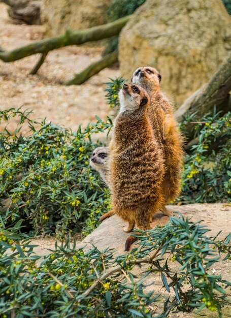 Foto meerkats staan op een rots.