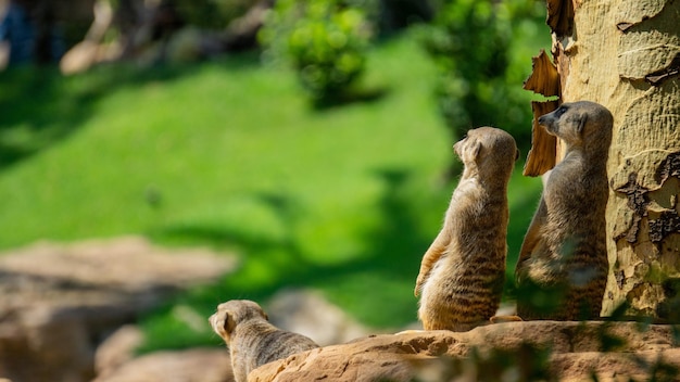 Meerkats sunbathing