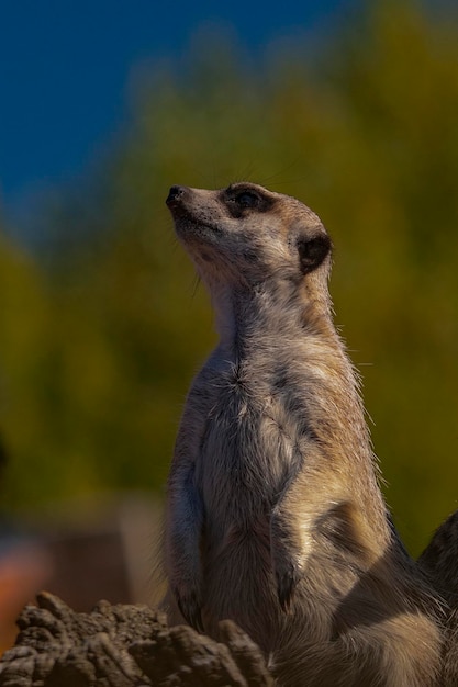 Meerkats - Suricata suricatta. It is a species of carnivorous mammal of the Herpestidae family.