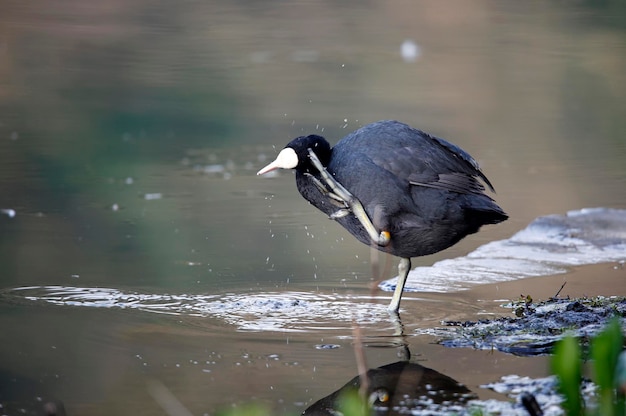 Meerkoet gladstrijken aan de kant van een meer