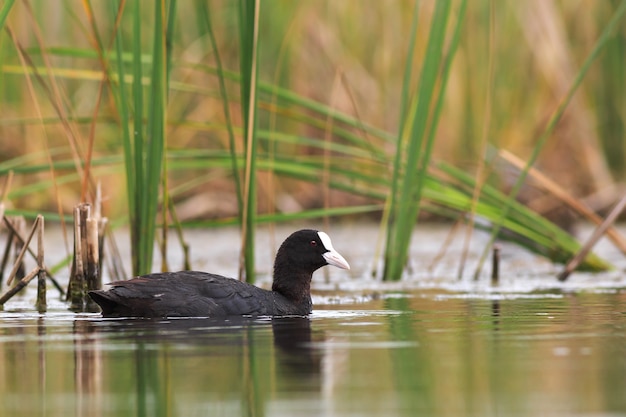 Meerkoet op het meer in het riet