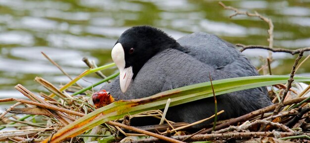 Meerkoet op zijn nest die zijn kuikens voedt en beschermt