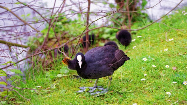 Foto meerkoetwatervogel met zwart verenkleed en witte snavel in minnewaterpark en minnewatermeer, brugge, belgië