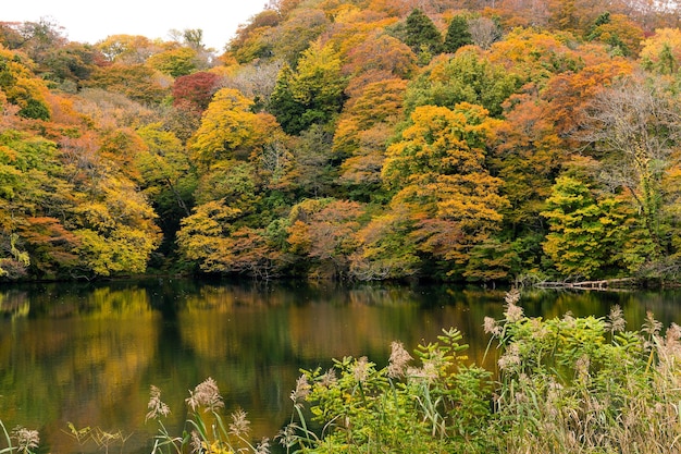 Meervijver in het herfstseizoen