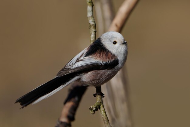 Mees met lange staart Aegithalos caudatus