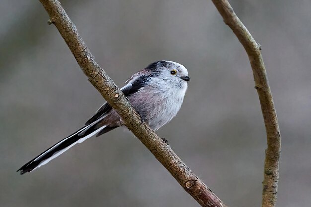 Mees met lange staart Aegithalos caudatus