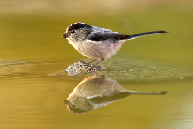 Mees met lange staart, vogels, zangvogel, Aegithalos caudatus