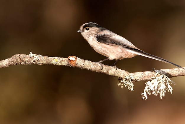 Mees met lange staart, vogels, zangvogel, Aegithalos caudatus