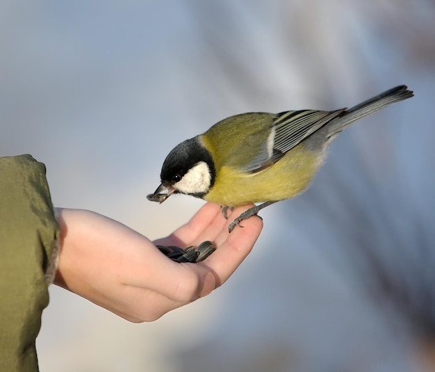 Mees op een hand