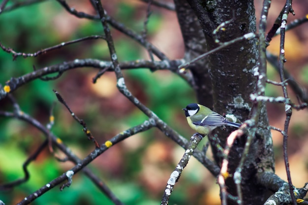 Mees Parus major zittend op tak