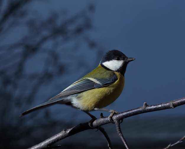 Mees Parus major zittend op tak