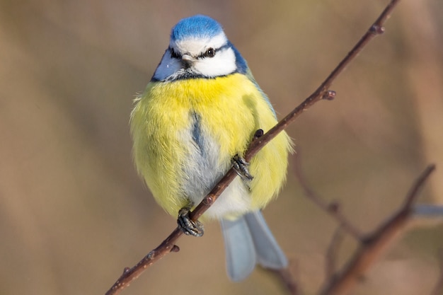 Mees vogel op een tak