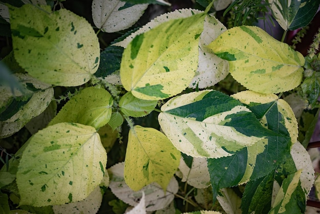 Meestal vervaagde bladeren achtergrond van witte en groene variëteit van Copper Leaf of Jacob's jas genaamd Java White Ingewikkeld patroon op elk blad ongebruikelijke bonte soort Tropische flora