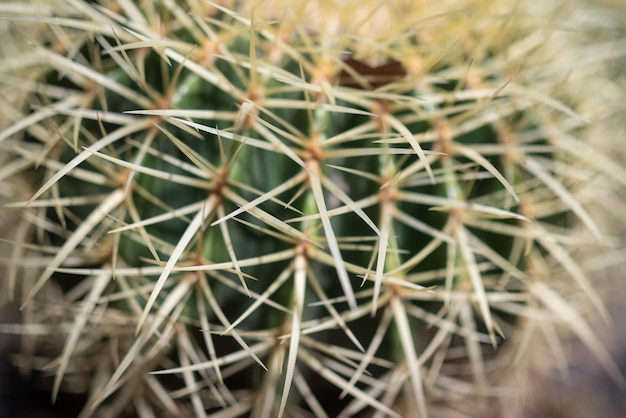 Meestal vervaagde close-up van golden barrel cactus of echinocactus grusonii hildm Motherinlaws seat of goldball cactus in bloei Ronde vorm van zowel cactus als bloem Een zeldzame en bedreigde plant