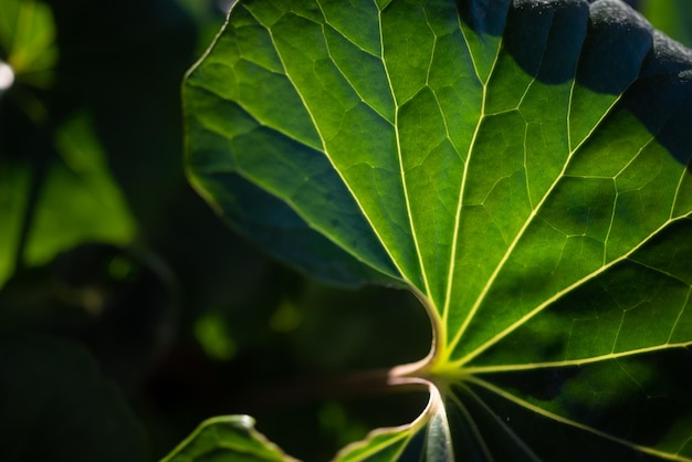 Meestal vervaagde grote ronde glanzende bladeren achtergrond van luipaardplant tractorzetelplant of groene luipaardplant Inheemse Japanse flora met vlezige bladeren Farfugium japonicum