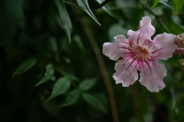 Meestal wazig exotische roze bloemen op groene bladeren achtergrond Roze trompet wijnstok close-up Zomer natuur wallpaper