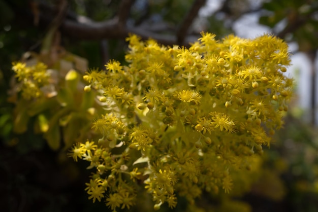 Meestal wazig gele bloemen op blauwe hemel achtergrond Zomer natuur behang Boom aeonium Ierse roos boom houseleek of Aeonium arboreum plant foto Exotisch subtropisch succulent