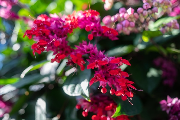 Meestal wazig roze en rode bloemen van bloedend hart wijnstok op groene bladeren achtergrond Close-up van Clerodendrum thomsoniae paarse en rode bloesems bloedend hart glorybower Zomer natuur behang