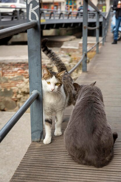 Встреча двух кошек на тротуаре. Серые и разноцветные белые кошки. Позирует фотографу. Портрет дикой кошки. Бездомные кошки на улицах Тбилиси. Фото высокого качества