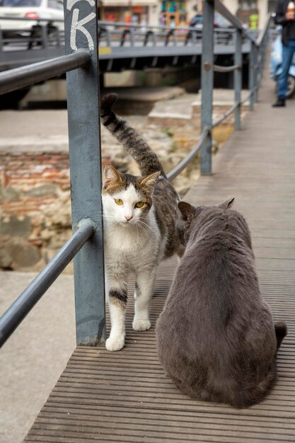 Meeting of two cats on the sidewalk. Gray and multicolor white cats. Posing for the photographer. Portrait of a wild cat. Homeless cats on the streets of Tbilisi. High quality photo