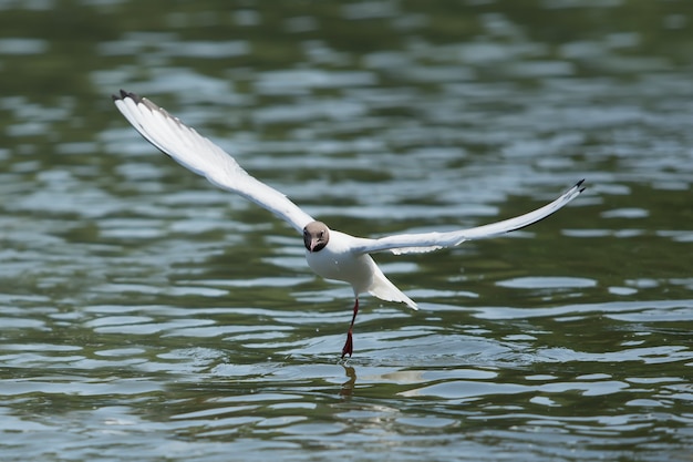 Meeuw dansen op het water