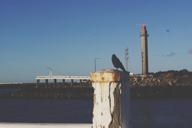 Foto meeuw die op een houten paal aan zee zit tegen een heldere hemel