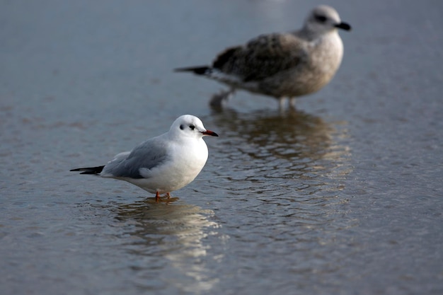 Meeuw in het water in het wild