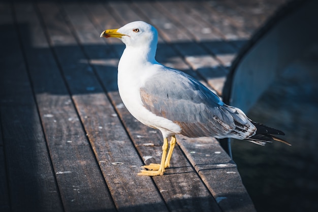 Meeuw met gele poten op een houten dek