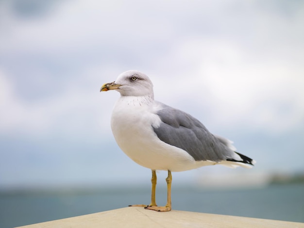 Meeuw op een rots aan zee