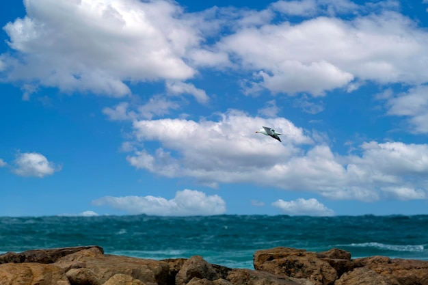 Meeuw over de oceaan of het zeestrand Een witte zeemeeuw zweeft over een strand in de zomerhemel Een prachtige zeemeeuw spreidt zijn vleugels vliegt over het oppervlak van de blauwe zee Vlucht van een vogel over water