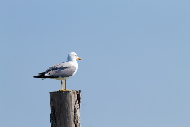 Meeuw staande op palissade van "delta del Po" lagune