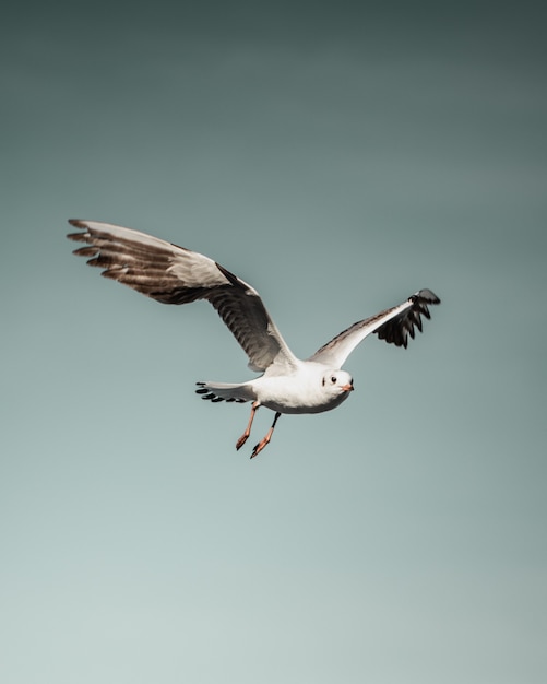 Foto meeuw tijdens de vlucht