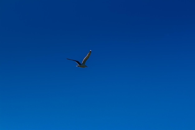 Meeuw vliegt in de blauwe lucht