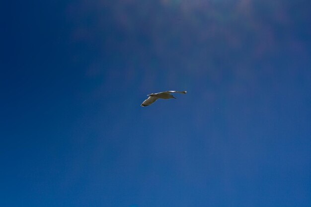 Meeuw vliegt in de blauwe lucht