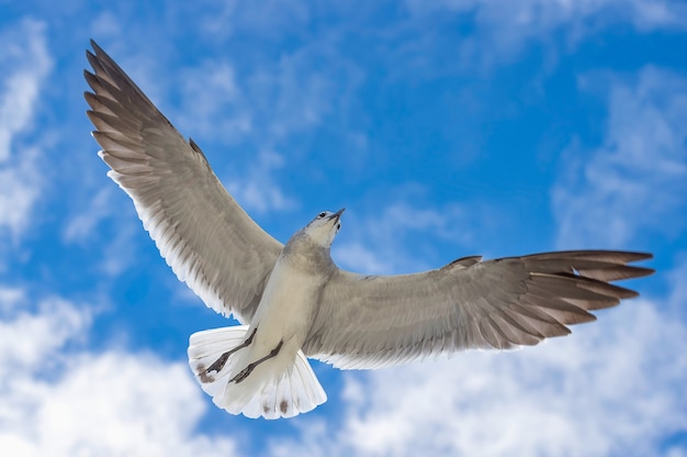 Meeuw vliegt tegen de blauwe lucht met zijn vleugels wijd gespreid, het uitzicht van onderaf close-up