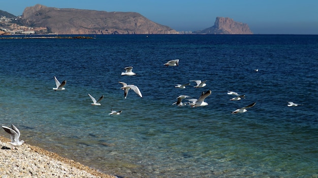 Meeuwen aan de Middellandse Zeekust, kiezelstrand, blauwe zee, helder water, prachtig zeegezicht, Altea