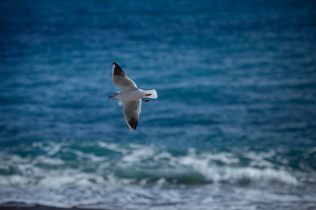 Meeuwen die in de blauwe hemel vliegen