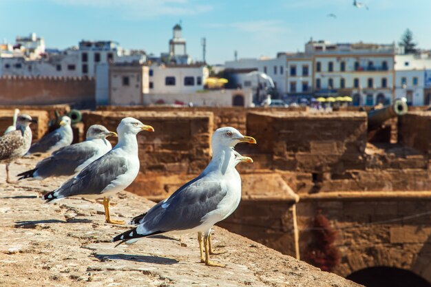 Meeuwen in de haven van Essaouira.