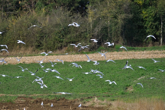 Meeuwen in een veld in bretagne