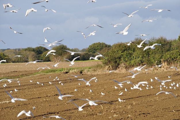 Meeuwen in een veld in Bretagne