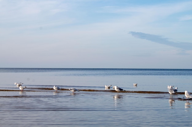 Meeuwen in het blauwe water van de zee.