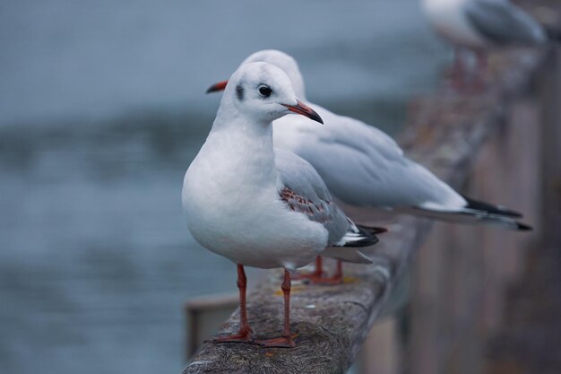 meeuwen op de reling in de haven