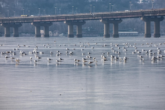 Meeuwen op de rivier bedekt met ijs