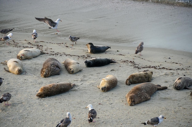 Meeuwen op het strand en meeuwen