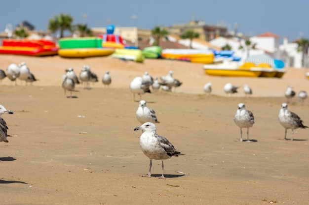 Foto meeuwen op het strand