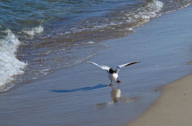 meeuwen op het strand