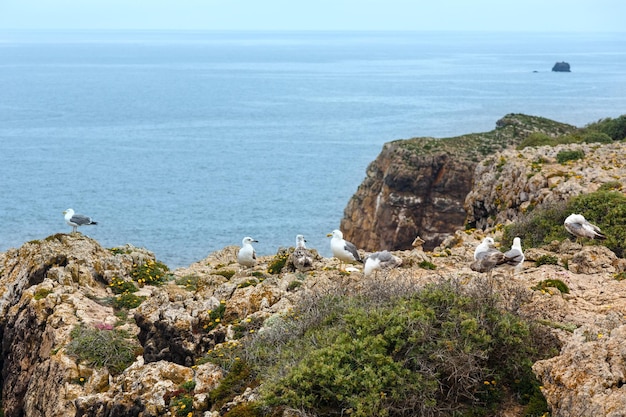 Meeuwen op zomer rotsachtige kust (kaap St. Vincent, Algarve, Zuid-Portugal).