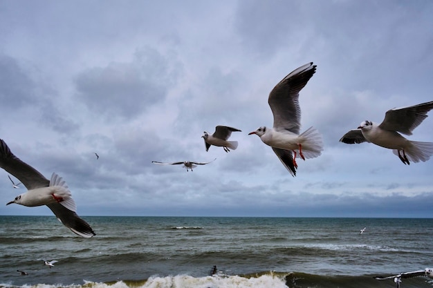 Foto meeuwen over de winter oostzee