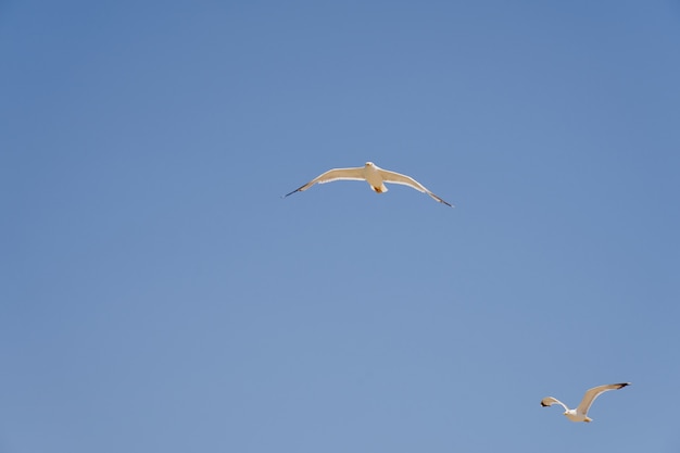 Meeuwen tegen de hemel in de stralen van de zon.