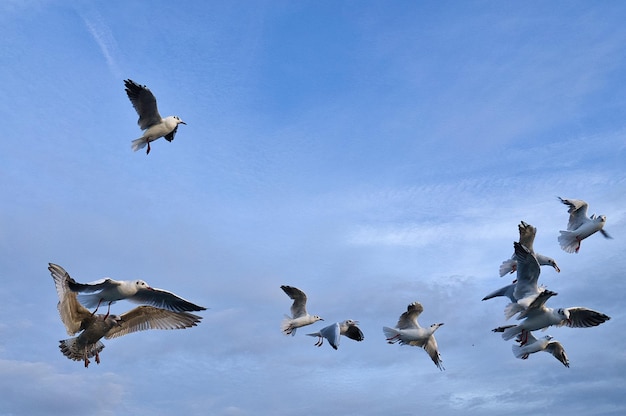 Meeuwen tijdens de vlucht in de lucht boven de Baltische Zee aan zee Dynamisch schot